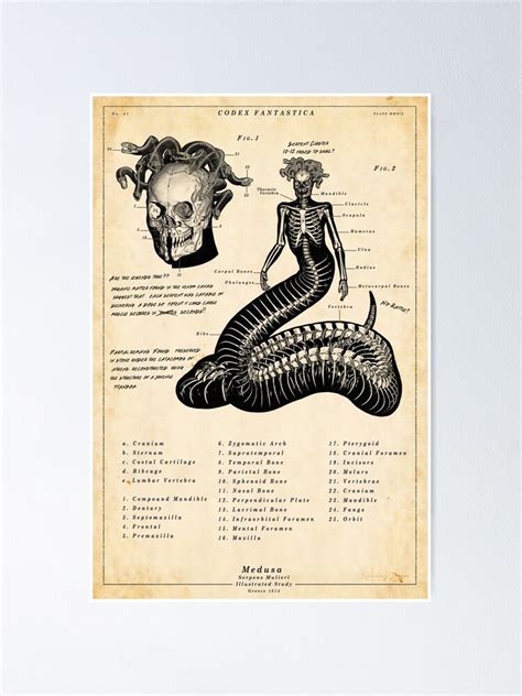 medusa skeleton